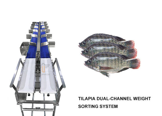 Nível de duplo canal da máquina de classificação 6 do peso do Tilapia